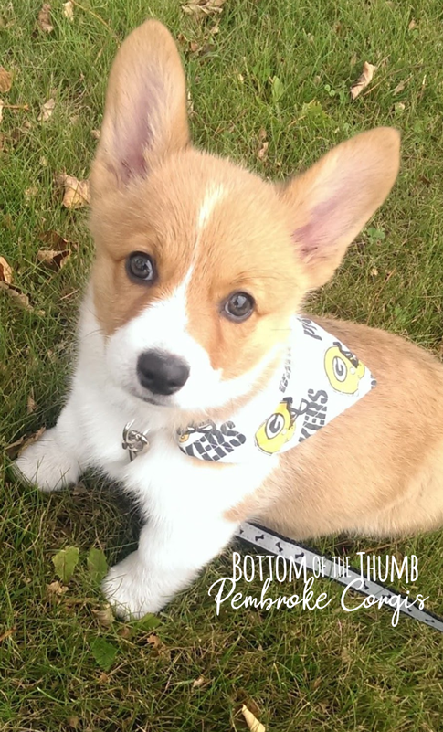 Pembroke Corgi Puppy