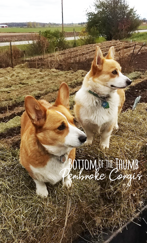 Getting to know the Pembroke Welsh Corgi - Corgis I Texas Corgi Breeder I  Harman Corgis