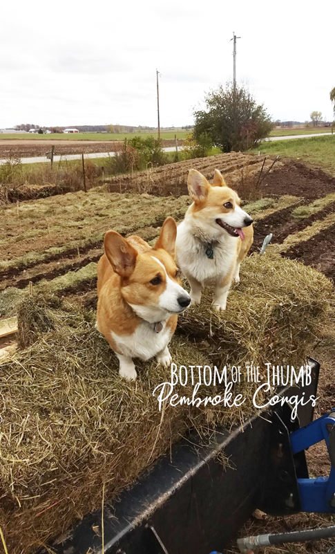 Pembroke Corgi Puppy