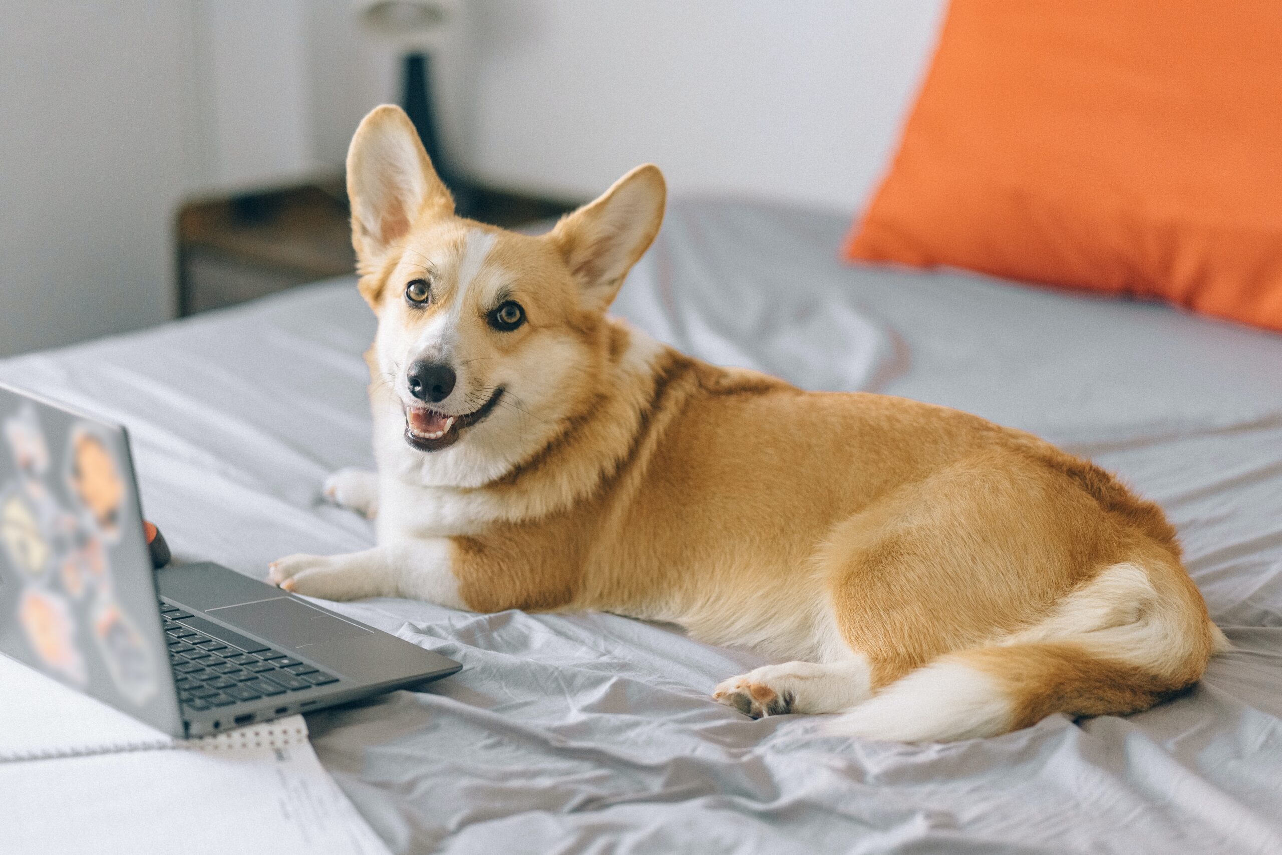 Corgi with tail